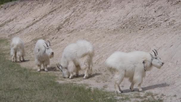 Cabra Montaña Las Montañas Rocosas Canadienses — Vídeo de stock