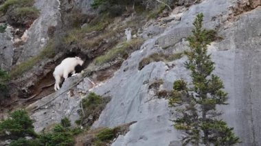 Dağ keçisi, Kanada Kayalıkları.