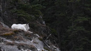 Dağ keçisi, Kanada Kayalıkları.