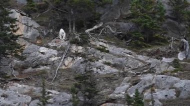 Dağ keçisi, Kanada Kayalıkları.