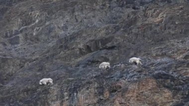 Dağ keçisi, Kanada Kayalıkları.