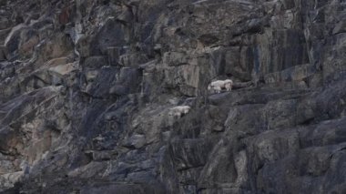 Dağ keçisi, Kanada Kayalıkları.