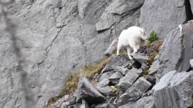 Dağ keçisi, Kanada Kayalıkları.