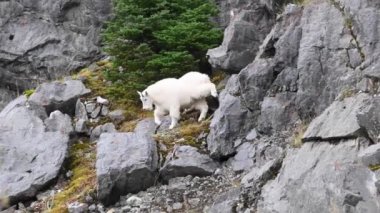 Dağ keçisi, Kanada Kayalıkları.