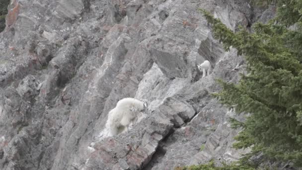 Bergziege Den Kanadischen Rocky Mountains — Stockvideo