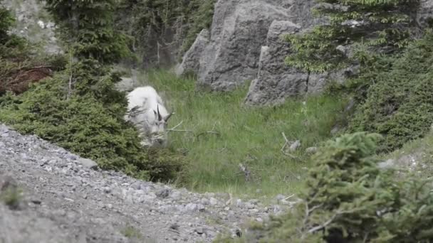 Capra Montagna Questo Montagne Rocciose Canadesi — Video Stock