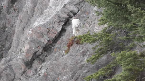 Bergziege Den Kanadischen Rocky Mountains — Stockvideo