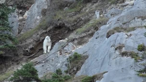 Dağ Keçisi Kanada Kayalıkları — Stok video