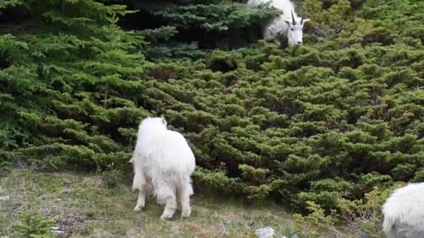 Cabra Montanha Montanhas Rochosas Canadenses — Vídeo de Stock