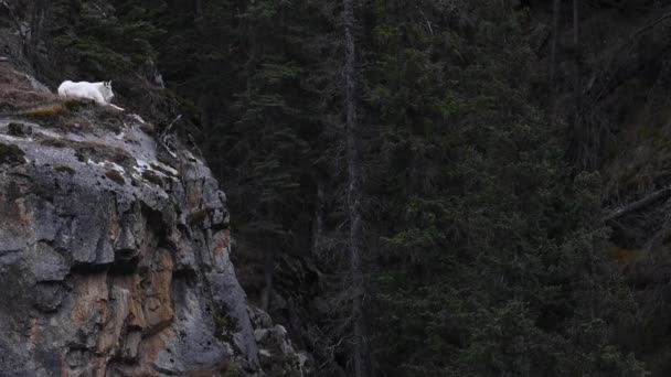 Mountain Goat Canadian Rockies — Stock Video