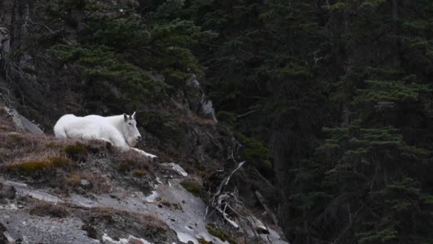 Berg Geit Het Canadese Rockies — Stockvideo