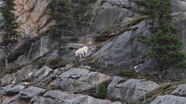 Mountain Goat Canadian Rockies — Stock Video