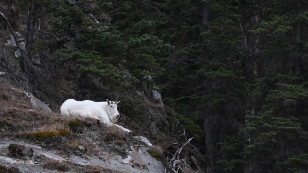 Dağ Keçisi Kanada Kayalıkları — Stok video