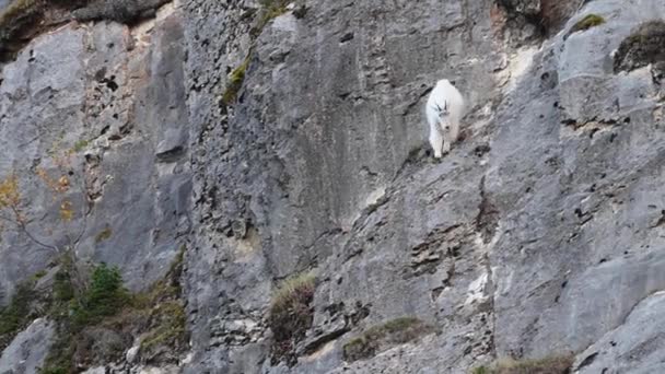 Berg Geit Het Canadese Rockies — Stockvideo