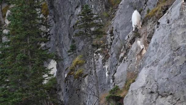 Cabra Montanha Montanhas Rochosas Canadenses — Vídeo de Stock