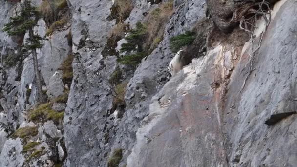 Bergziege Den Kanadischen Rocky Mountains — Stockvideo