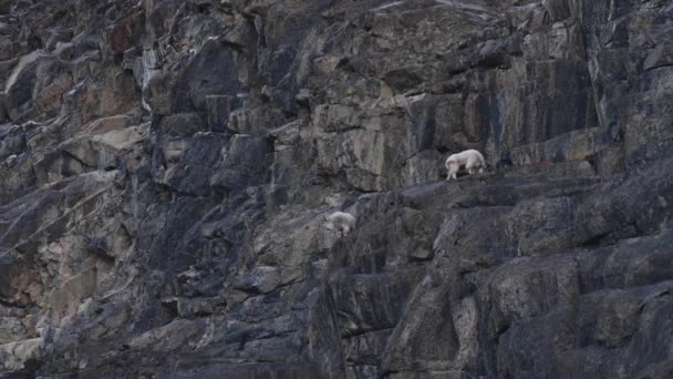 Bergziege Den Kanadischen Rocky Mountains — Stockvideo