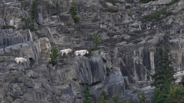 Berg Geit Het Canadese Rockies — Stockvideo