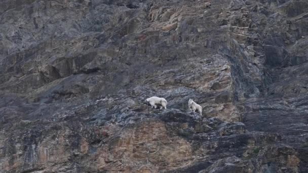 Гірська Коза Канадських Скелястих Горах — стокове відео