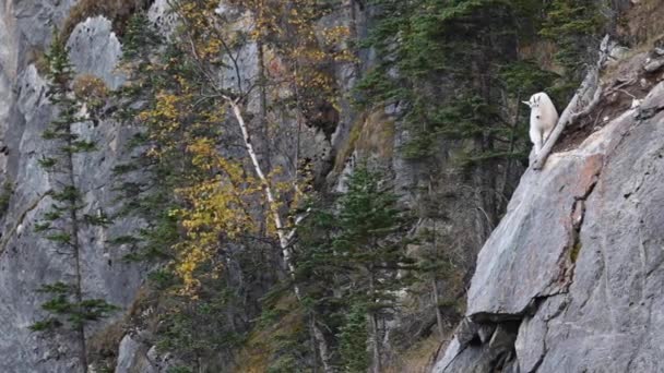 Berg Geit Het Canadese Rockies — Stockvideo