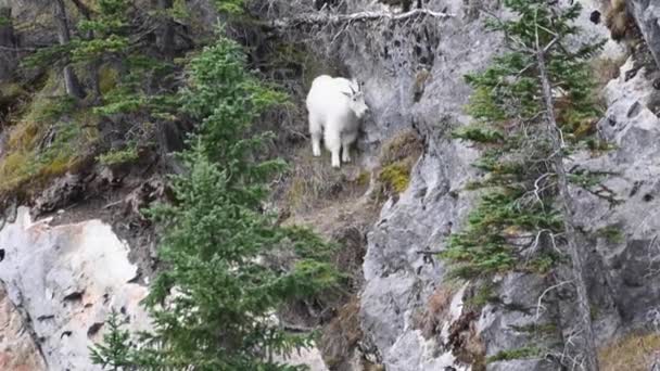 Cabra Montaña Las Montañas Rocosas Canadienses — Vídeos de Stock