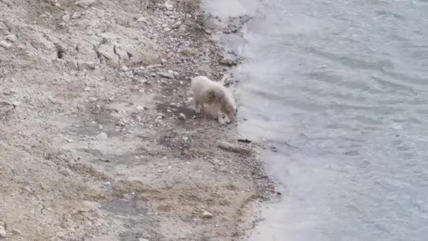 Bergziege Den Kanadischen Rocky Mountains — Stockvideo