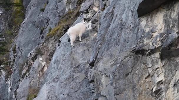 Capră Munte Rockies Canadiene — Videoclip de stoc