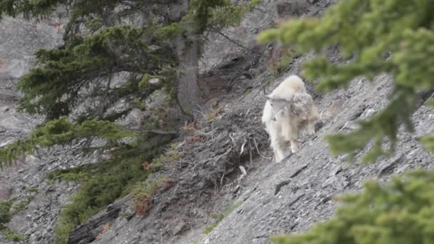 Capră Munte Rockies Canadiene — Videoclip de stoc