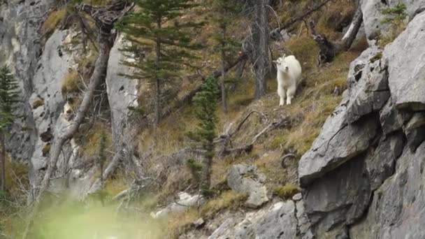 Ορεινή Κατσίκα Καναδικά Βραχώδη Όρη — Αρχείο Βίντεο