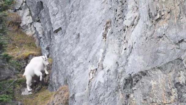 Mountain Goat Canadian Rockies — Stock Video