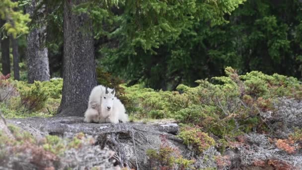 Bergziege Den Kanadischen Rocky Mountains — Stockvideo