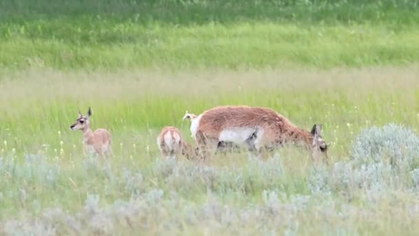 Pronghorn Canadian Wilderness — Stock Video