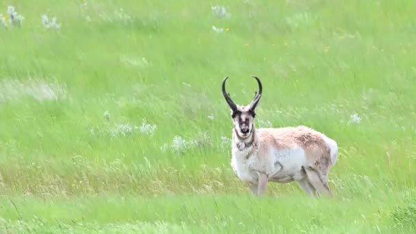 カナダの荒野での定着 — ストック動画