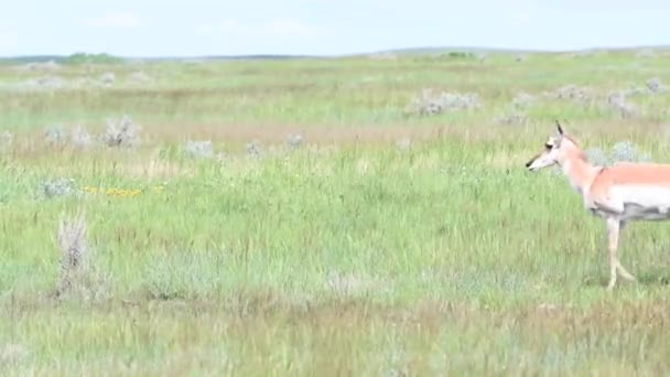 カナダの荒野での定着 — ストック動画