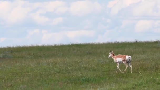 カナダの荒野での定着 — ストック動画