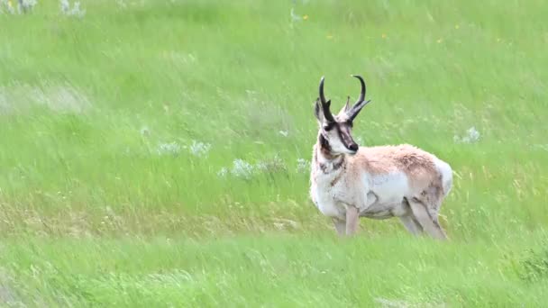 カナダの荒野での定着 — ストック動画