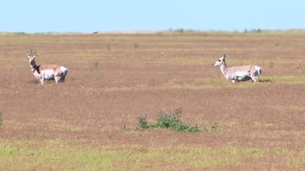 カナダの荒野での定着 — ストック動画