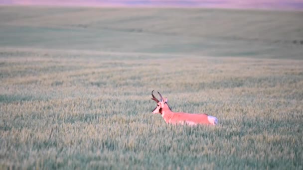 Pronghorn Canadian Wilderness — Stock Video