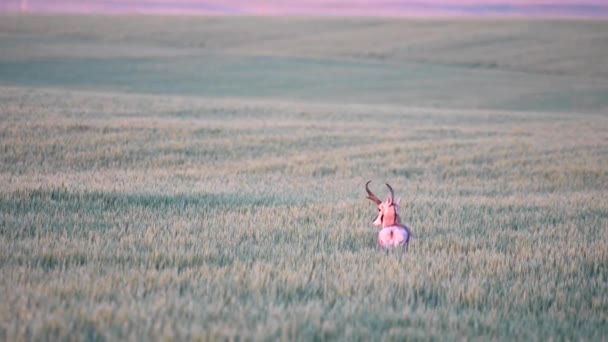 Pronghorn Nel Deserto Canadese — Video Stock