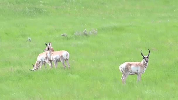 Pronghorn Kanadské Divočině — Stock video