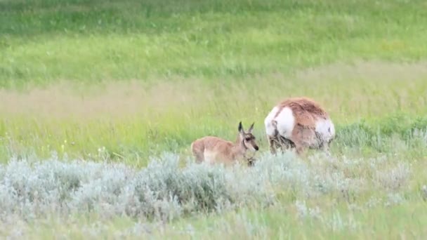 Pronghorn Sălbăticia Canadiană — Videoclip de stoc