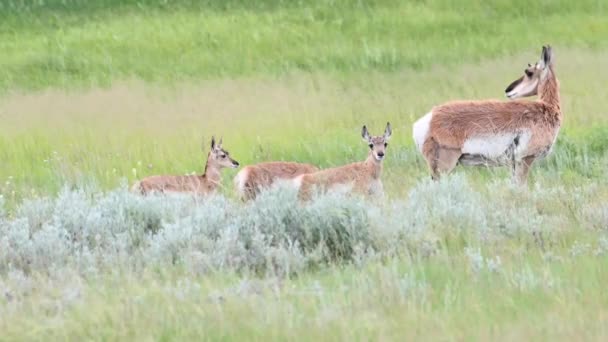 Pronghorn Canadian Wilderness — Stock Video