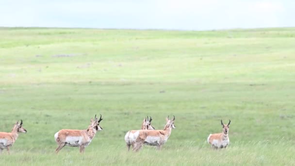 加拿大荒原上的长角羚 — 图库视频影像