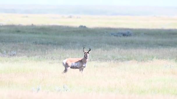 カナダの荒野での定着 — ストック動画