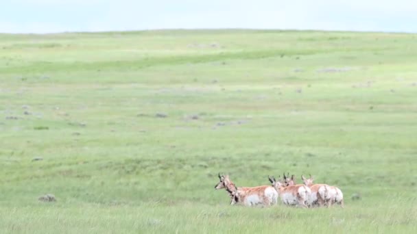 カナダの荒野での定着 — ストック動画