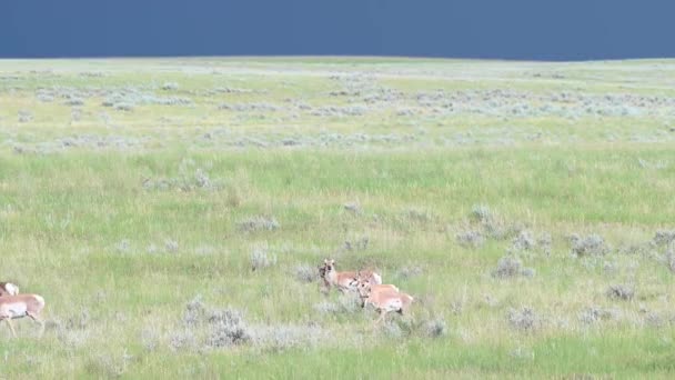 Pronghorn Canadian Wilderness — Stock Video