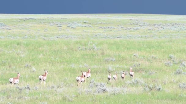 Pronghorn Der Kanadischen Wildnis — Stockvideo