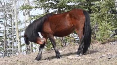 Kanada Kayalıklarında vahşi atlar