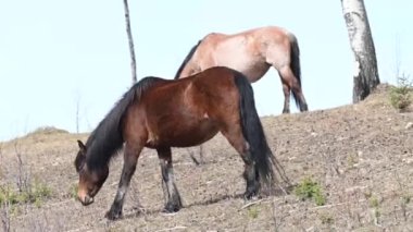 Kanada Kayalıklarında vahşi atlar