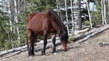 Kanada Kayalıklarında vahşi atlar